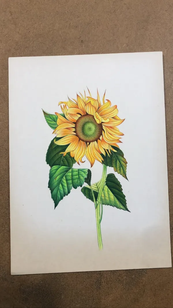 Sunflower_Botanical_Art_Print