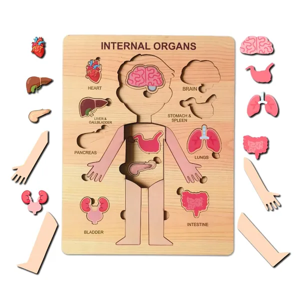 Wooden_Human_Body_Anatomy_Educational_Puzzle_For_Kids