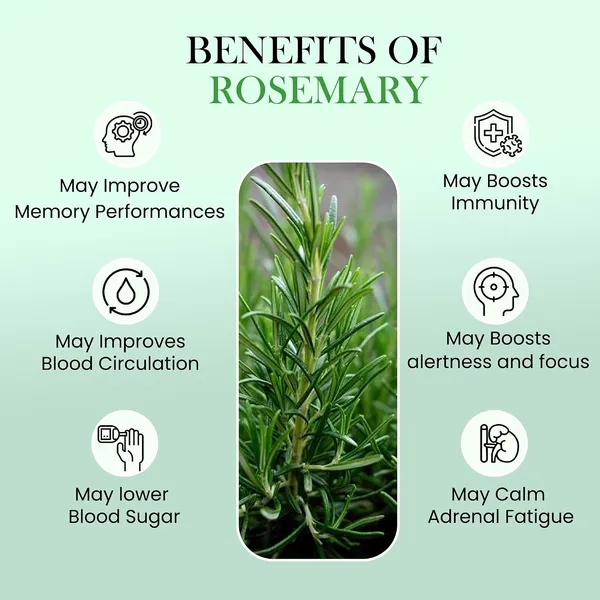Rosemary_Leaves_Powder_100g_-_Pack_of_2