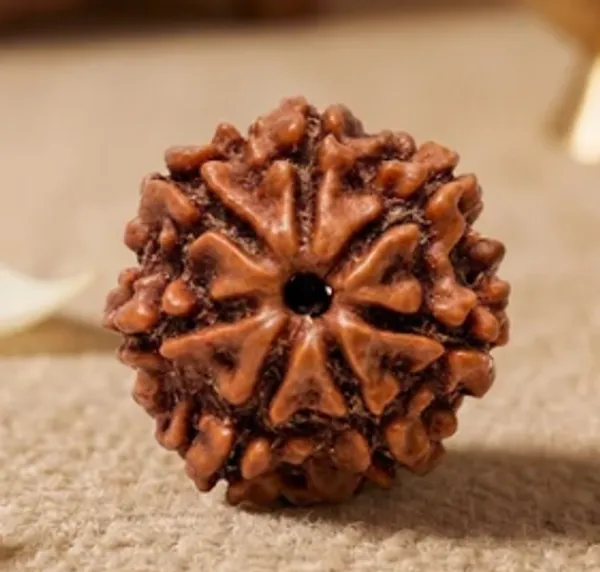 7_Mukhi_Rudraksha_Bead