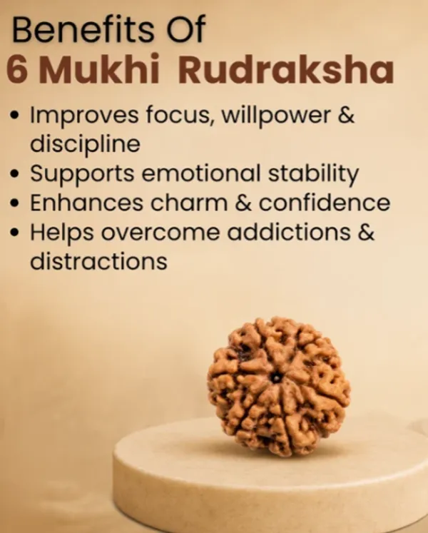 6_Mukhi_Rudraksha_Spiritual_Bead