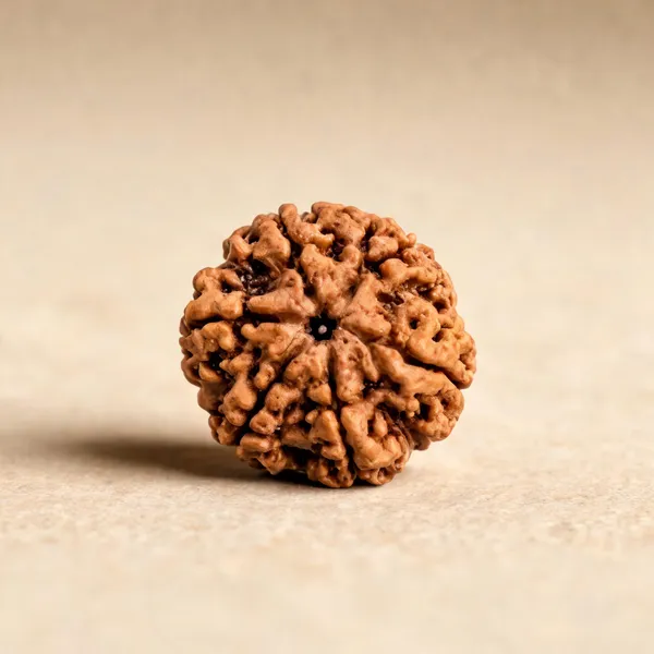 6_Mukhi_Rudraksha_Bead