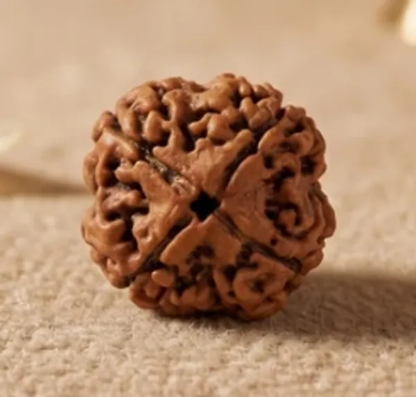 4_Mukhi_Rudraksha_Bead