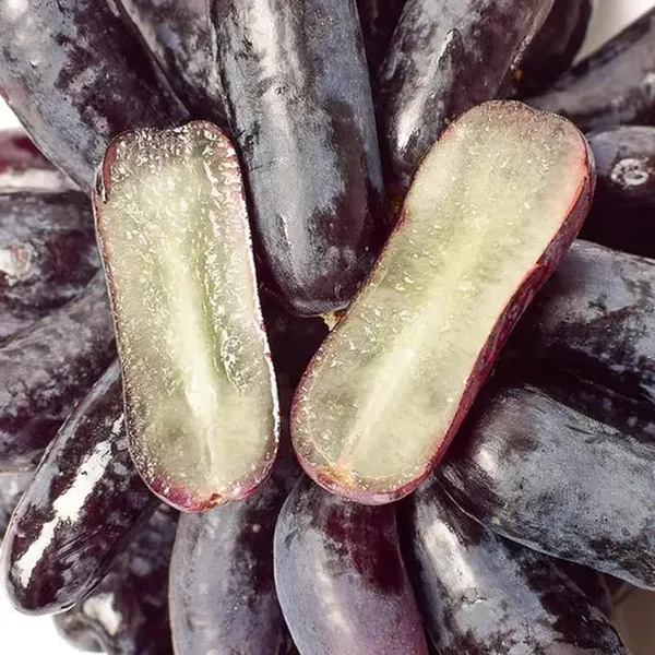 Grape_Plant