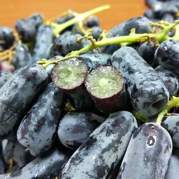 Grape_Plant