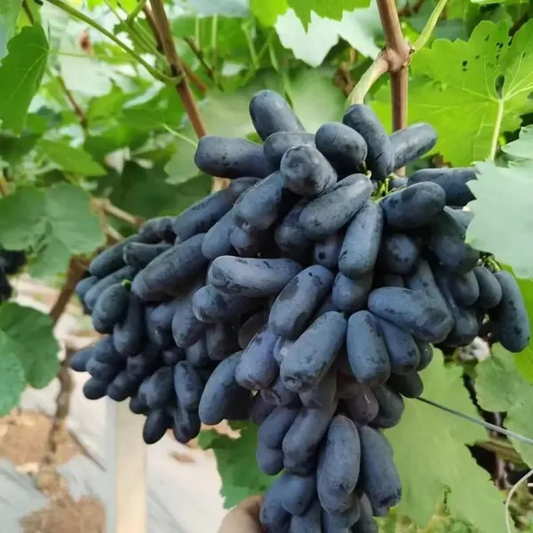 Grape_Plant