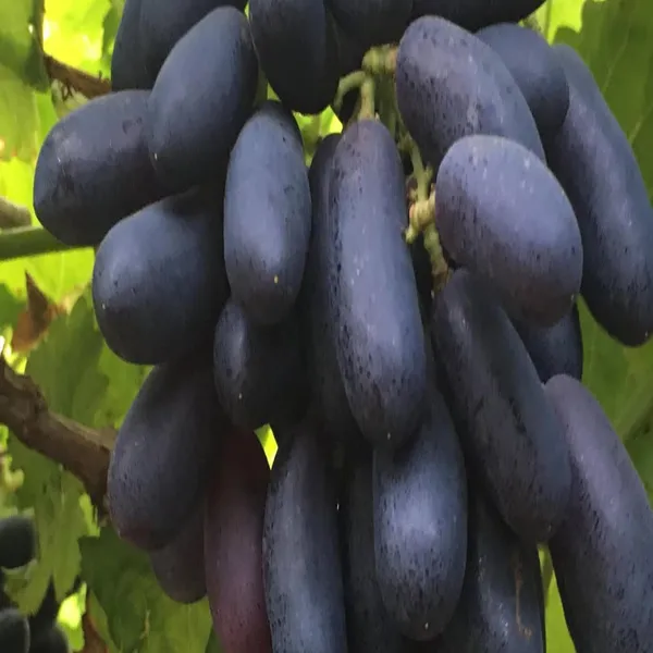 Grape_Plant