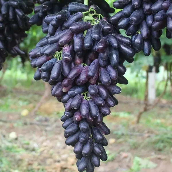 Grape_Plant