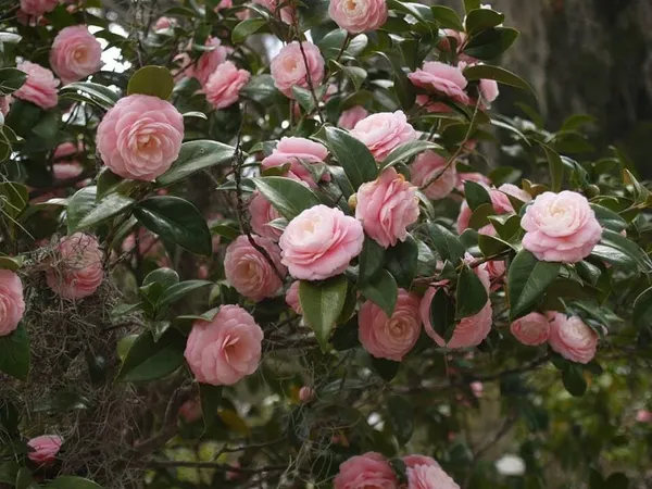 Camellia_Plant
