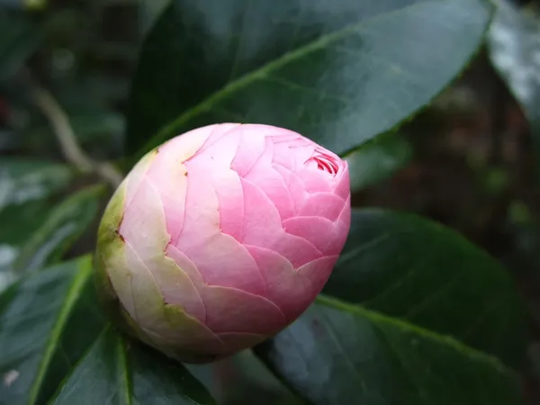 Camellia_Plant