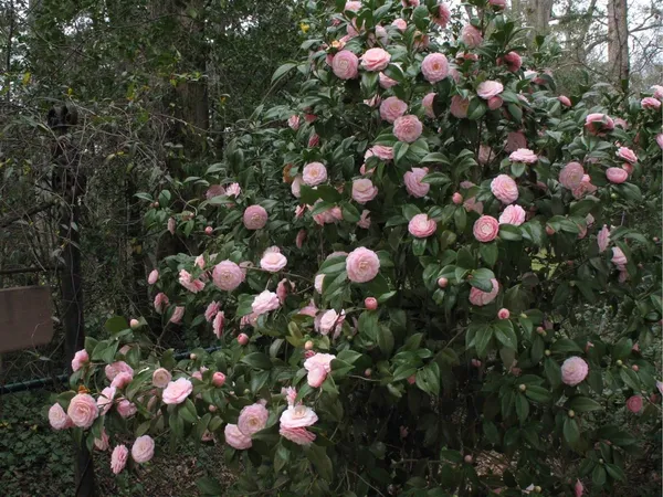 Camellia_Plant