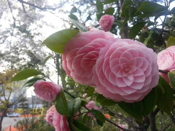 Camellia_Plant