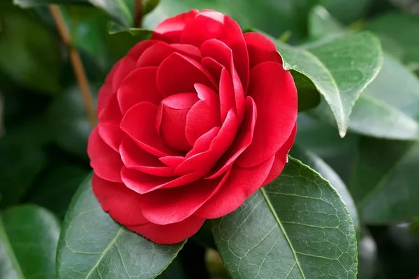 Camellia_Flower_Plant