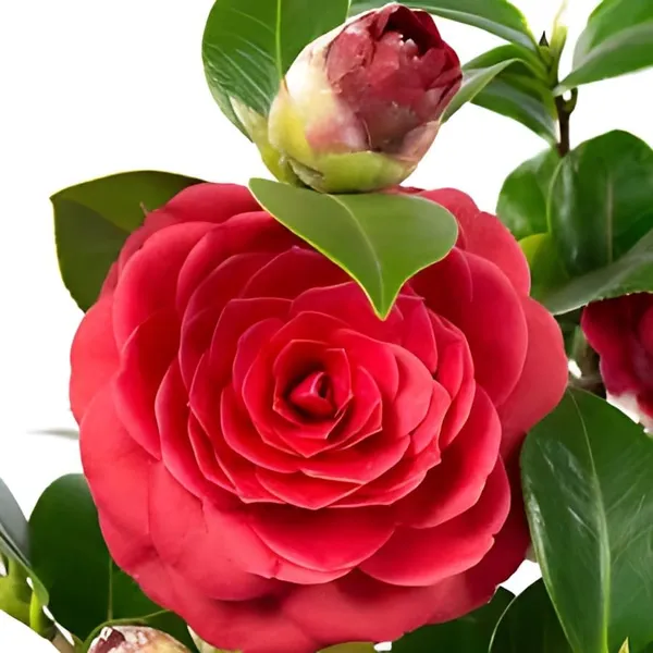 Camellia_Flower_Plant
