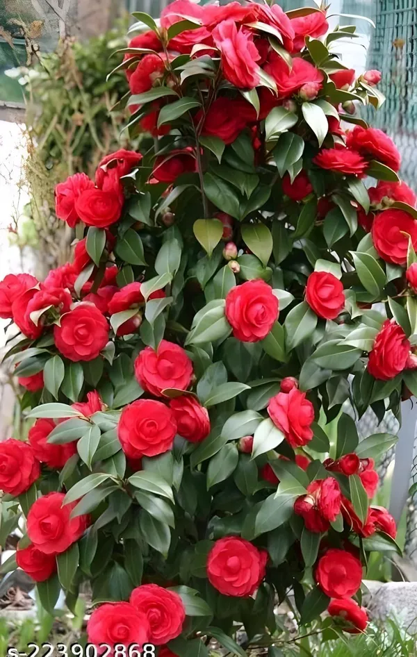 Camellia_Flower_Plant
