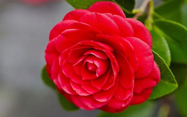 Camellia_Flower_Plant
