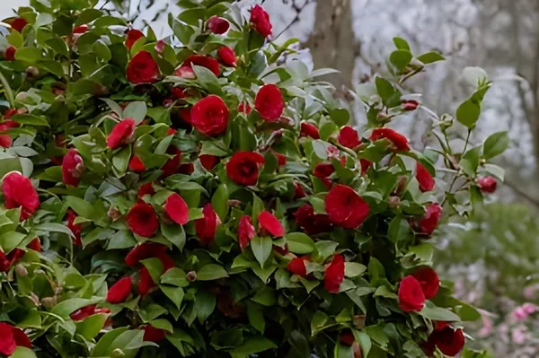 Camellia_Flower_Plant