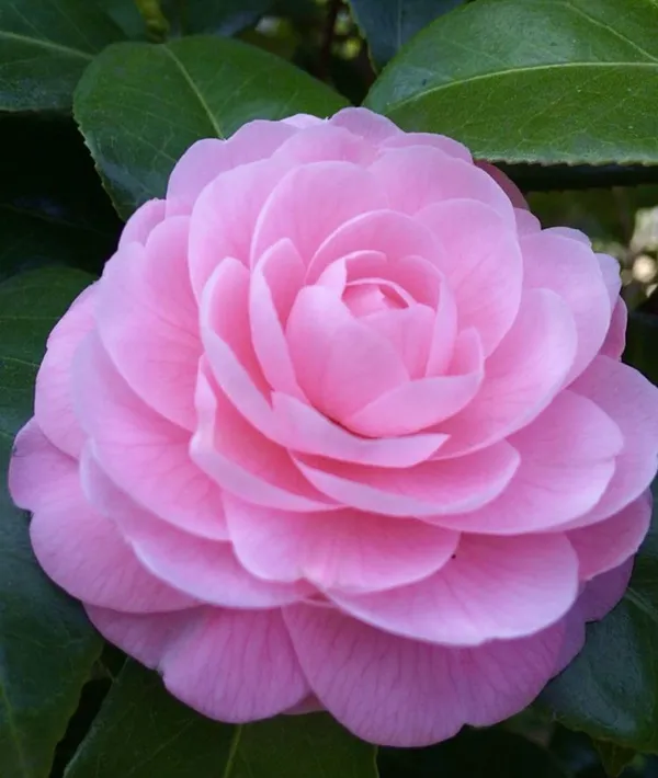 Camellia_Japonica_Plant