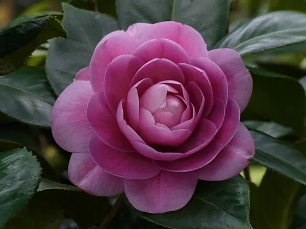 Camellia_Japonica_Plant