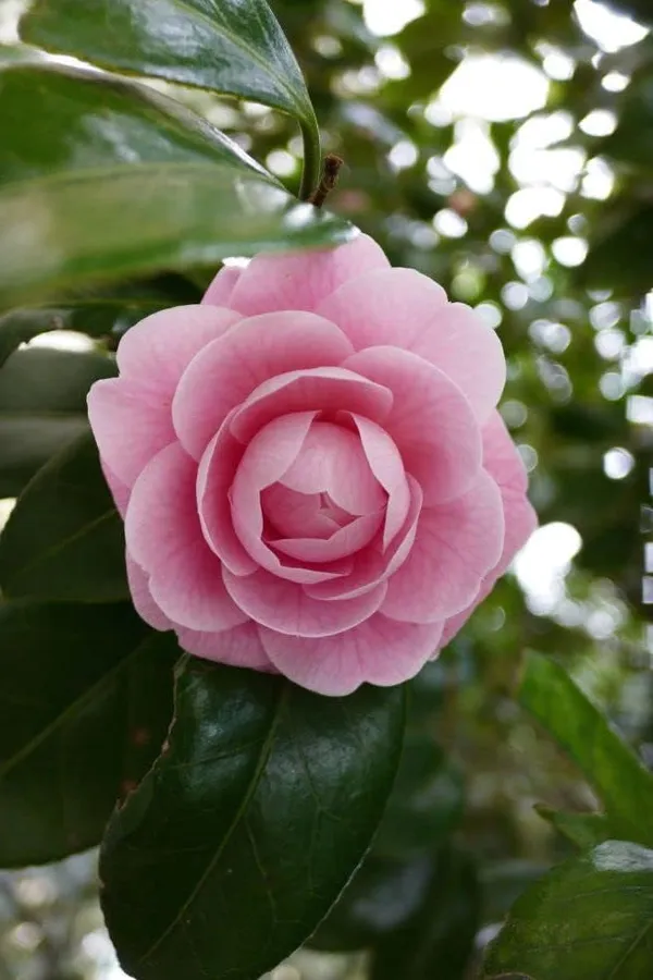 Camellia_Japonica_Plant
