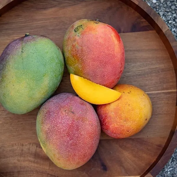 Grafted_Mango_Plant
