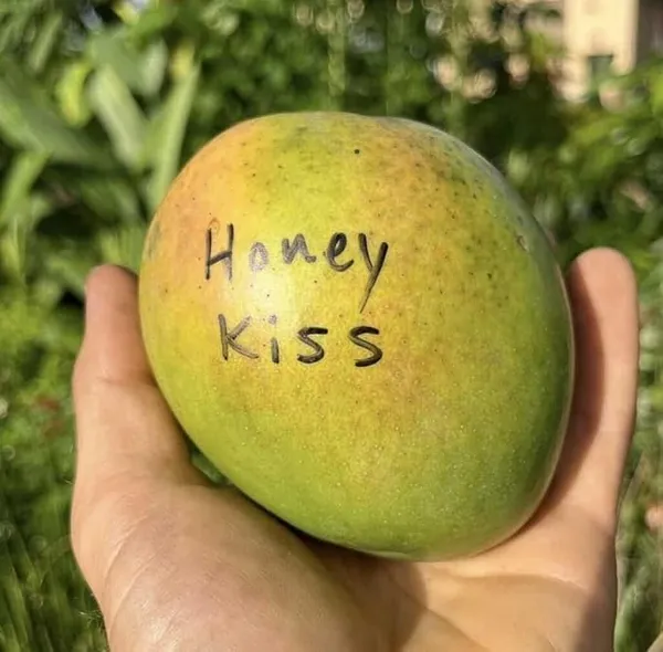 Grafted_Mango_Plant