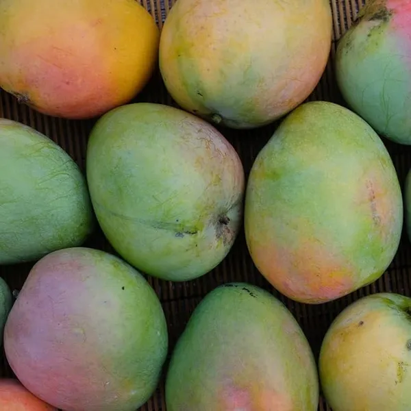 Grafted_Mango_Plant