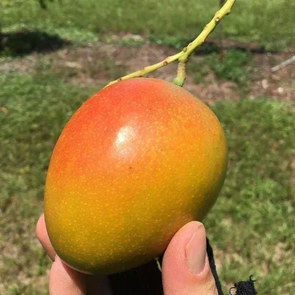 Grafted_Mango_Plant