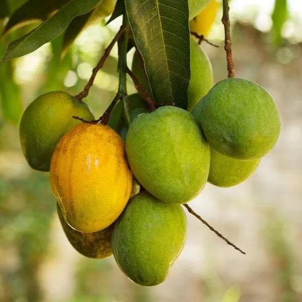 Grafted_Mango_Plant