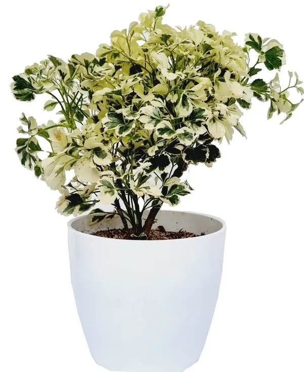 Arelia_Miniature_Indoor_Plant