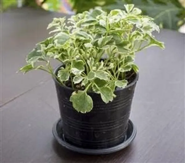 Arelia_Miniature_Indoor_Plant