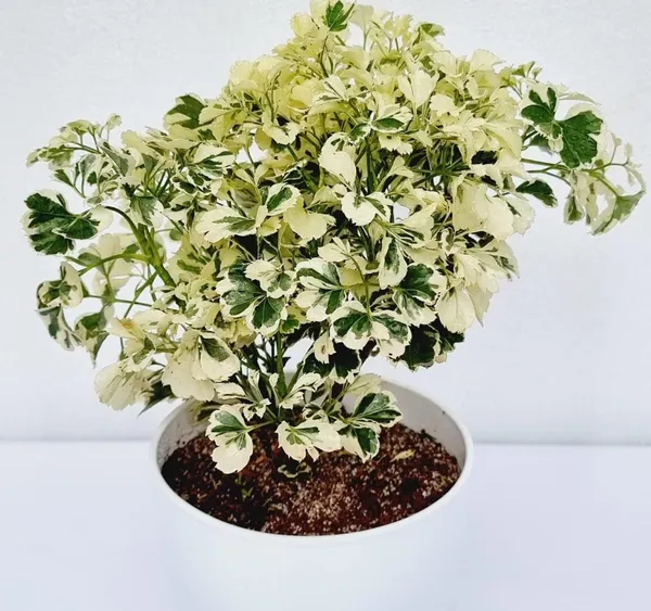 Arelia_Miniature_Indoor_Plant