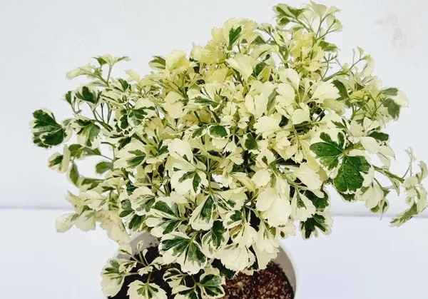 Arelia_Miniature_Indoor_Plant