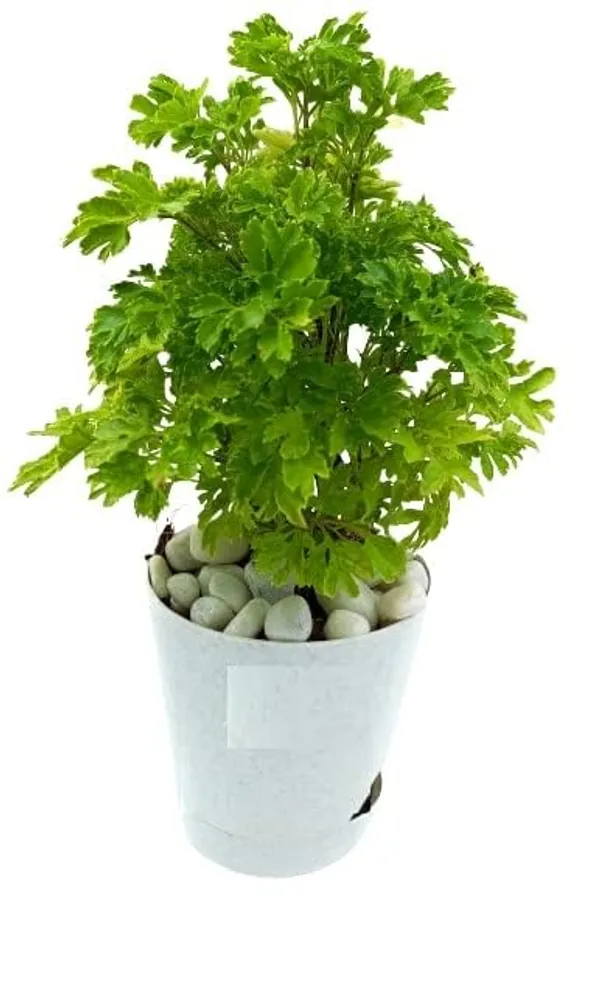 Aralia_Plant_I_Notice_The_Input_Aralia_Is_Quite_Minimal_Let_Me_Provide_The_Cleanest_Catalog_Safe_Name_Aralia_Plant