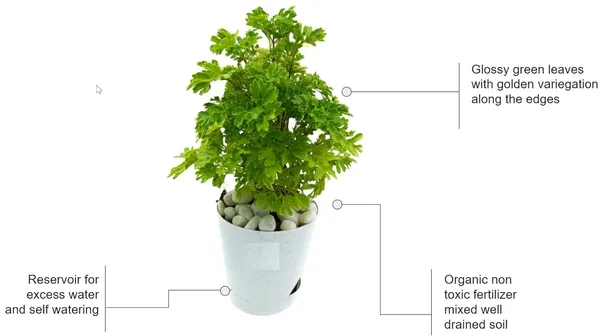 Aralia_Plant_I_Notice_The_Input_Aralia_Is_Quite_Minimal_Let_Me_Provide_The_Cleanest_Catalog_Safe_Name_Aralia_Plant