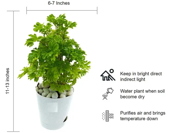 Aralia_Plant_I_Notice_The_Input_Aralia_Is_Quite_Minimal_Let_Me_Provide_The_Cleanest_Catalog_Safe_Name_Aralia_Plant