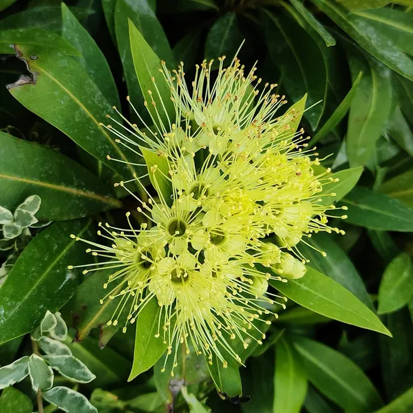 Xanthostemon_Chrysanthus_Plant