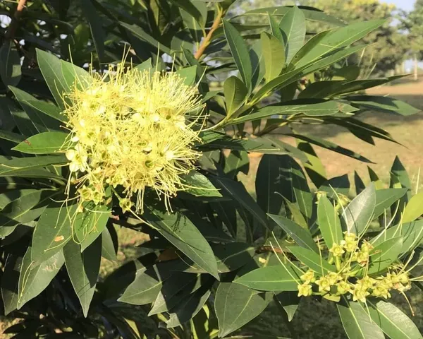 Xanthostemon_Chrysanthus_Plant