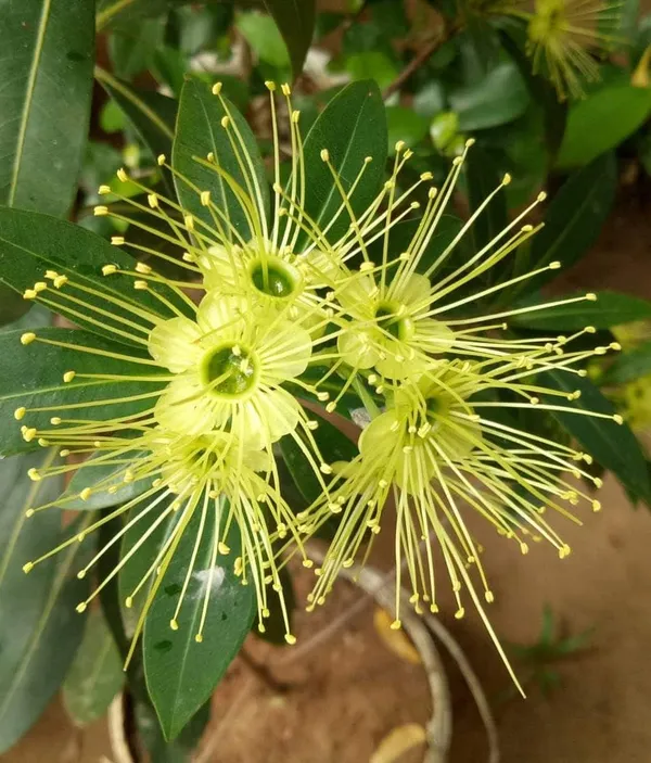 Xanthostemon_Chrysanthus_Plant