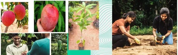Japanese_Miyazaki_Mango_Grafted_Plant