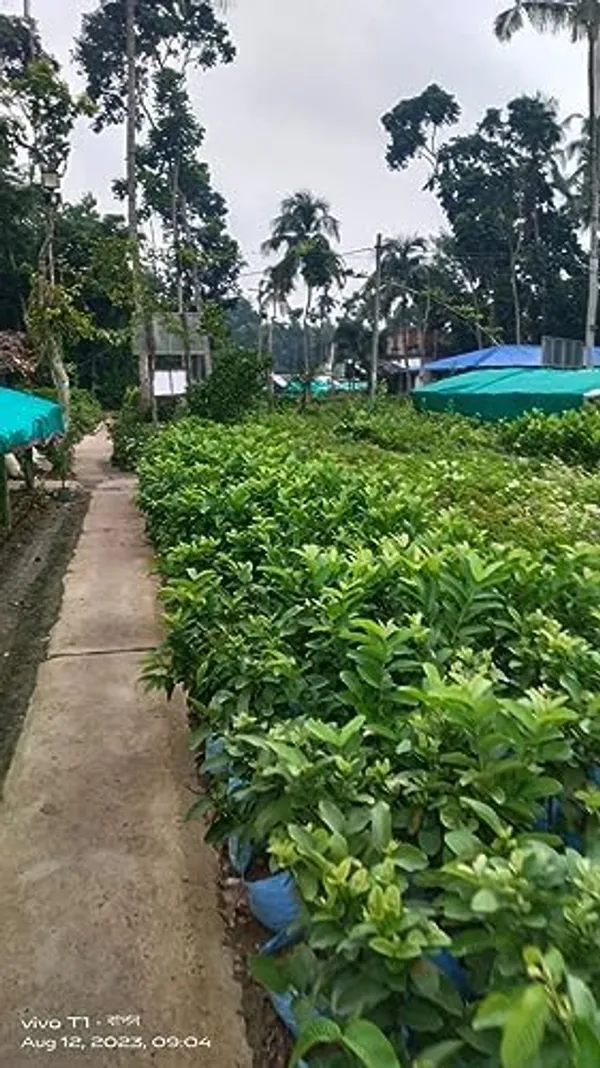 Japanese_Miyazaki_Mango_Grafted_Plant