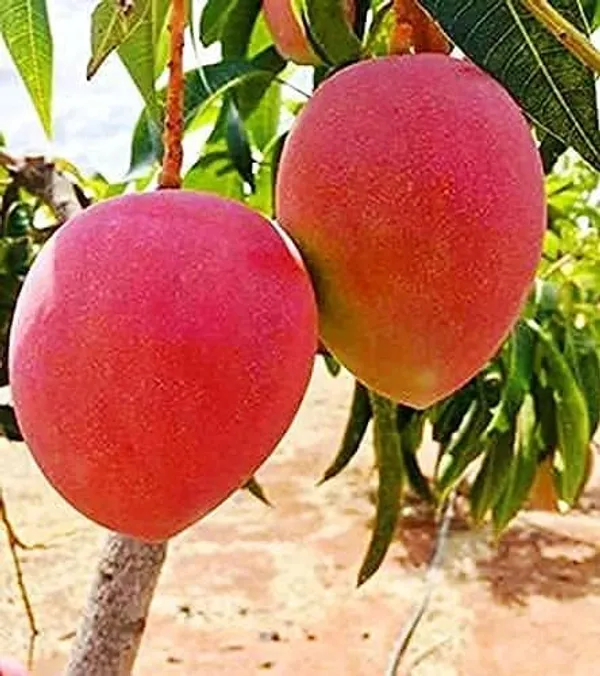 Japanese_Miyazaki_Mango_Grafted_Plant