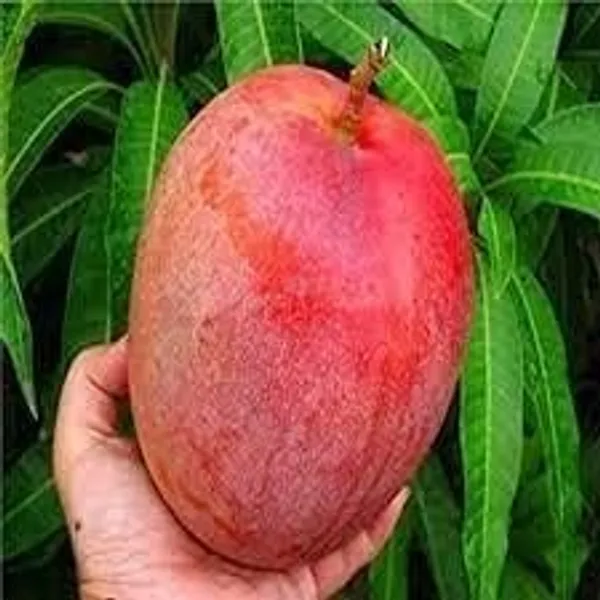Japanese_Miyazaki_Mango_Grafted_Plant