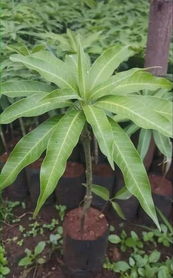 Mango_Plant