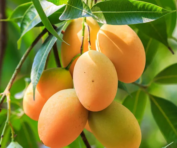 Mango_Plant