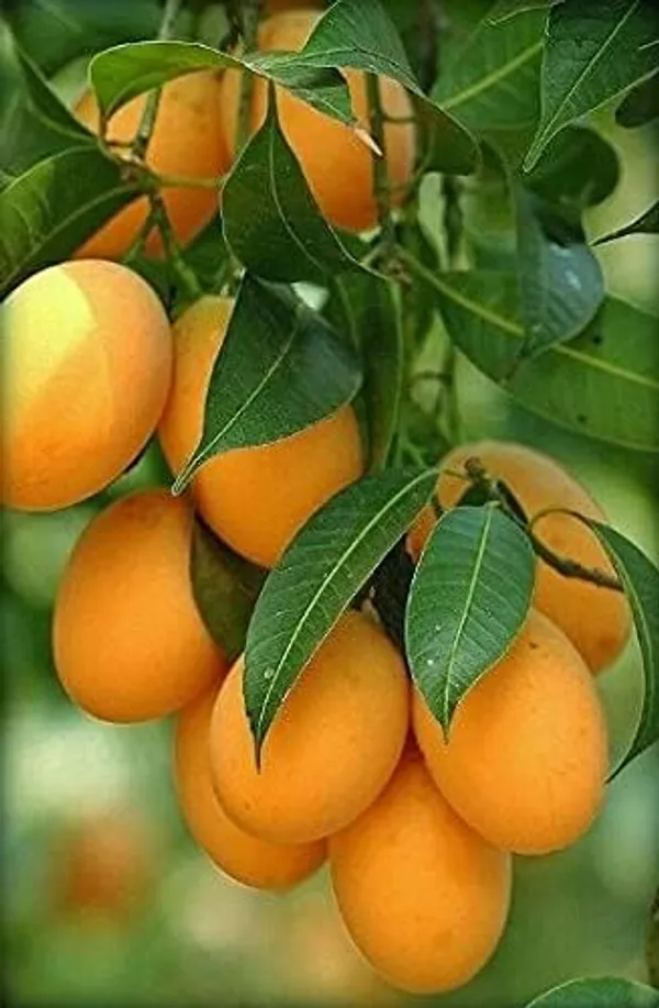 Mango_Plant