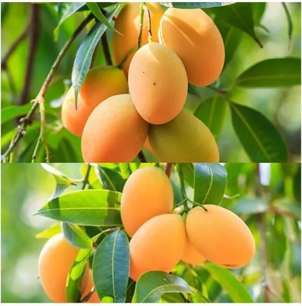 Mango_Plant