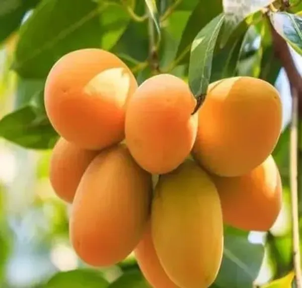 Mango_Plant