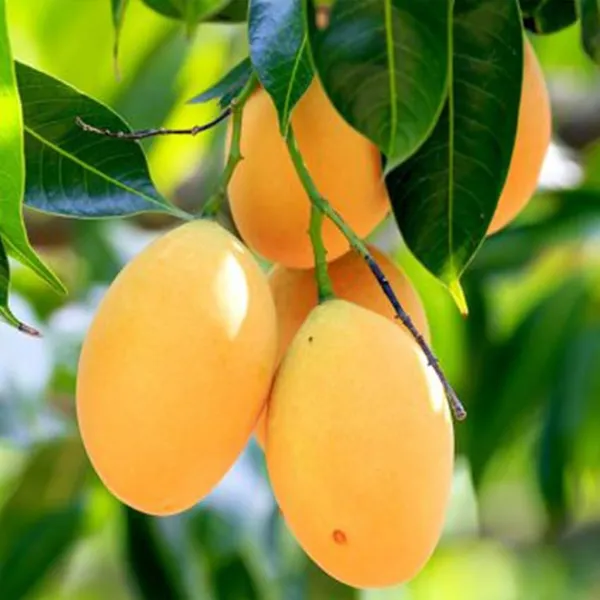 Mango_Plant