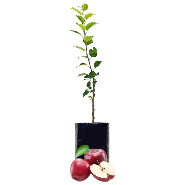 Grafted_Apple_Tree_Plant